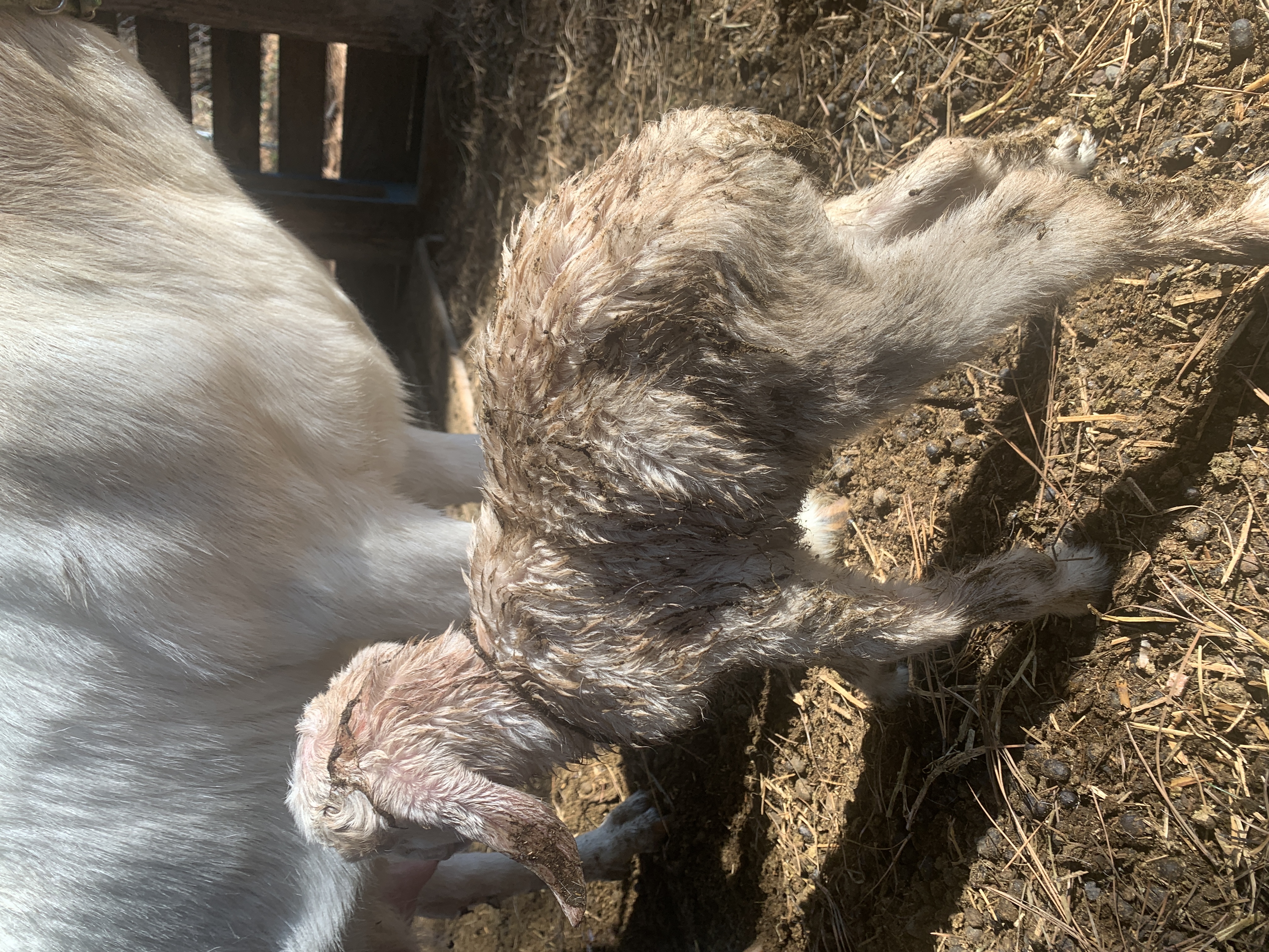 Baby Goats